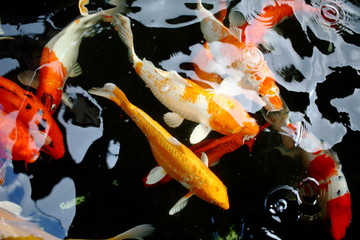 various color koi fish swimming in pool © afterman