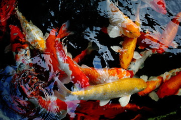 various color koi fish swimming in pool © afterman