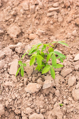 Cassava cuttings plug
