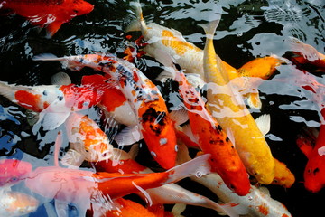 various color koi fish swimming in pool © afterman