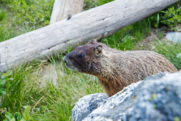 Marmot at Grand Teton National Park, USA