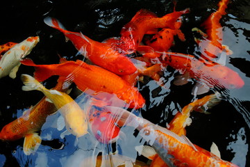 various color koi fish swimming in pool © afterman