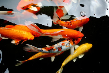 various color koi fish swimming in pool © afterman