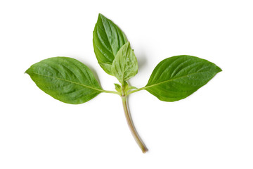 basil leaf