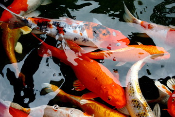 various color koi fish swimming in pool © afterman