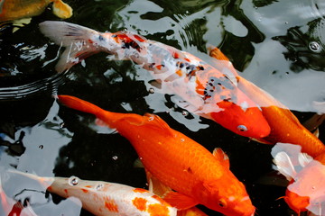 various color koi fish swimming in pool