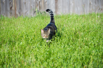 Hunting Tabby Cat