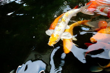 various color koi fish swimming in pool © afterman