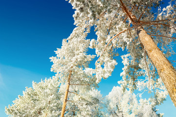 Pine trees with hoarfrost in winter forest against the blue sky