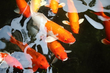 various color koi fish swimming in pool © afterman