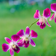 Orchid flower on green background