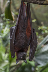  Malayan bat hanging on a tree branch