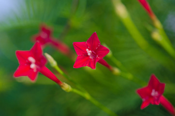 Red cypress vine flower