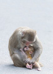 Monkey mother and baby