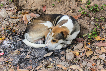 Thai Stray Dog Sleep