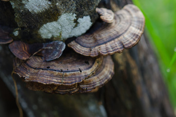 Mushrooms in the forest