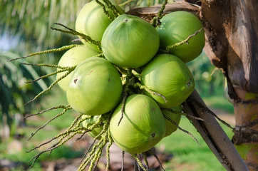 Zelfklevend Fotobehang coconut fruit on tree in garden © leekhoailang