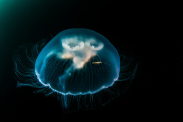 Fototapeta premium Tiny shrimp riding jellyfish