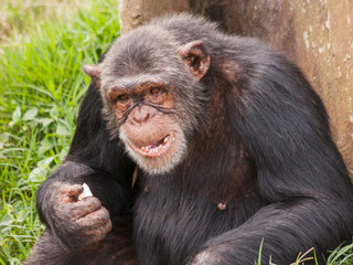 Adult female chimpanzee seating back to tree and eating. Ngamba island chimpanzee sanctuary, Uganda. 
