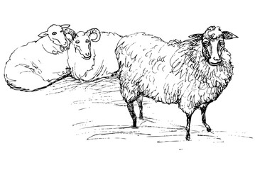 Ram and sheep