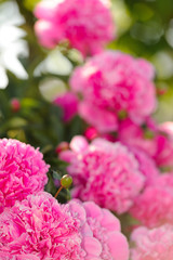 Beautiful Pink Peony Flowers in the Garden