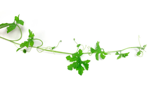 green creeping plant on white background