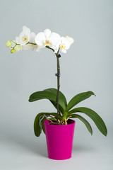 romantic white orchid