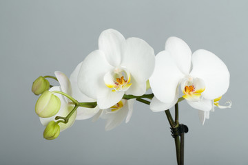 Naklejka na ściany i meble romantic branch of white orchid