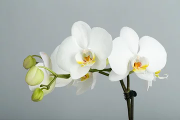 Papier Peint photo Orchidée branche romantique d& 39 orchidée blanche
