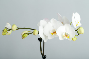 branche romantique d& 39 orchidée blanche