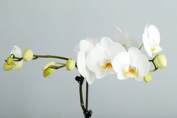 Papier Peint photo autocollant Orchidée branche romantique d& 39 orchidée blanche