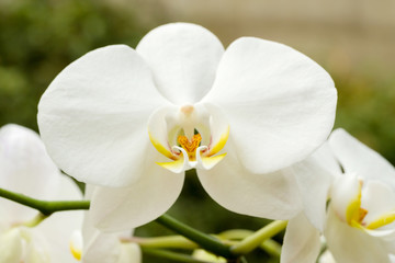 Naklejka na ściany i meble romantic white orchid