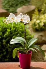 romantic white orchid