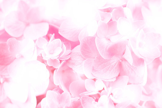 sweet  pastel hydrangea flowers on a white background