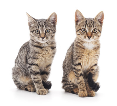 Two kittens.