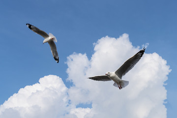 several seagulls flying in a cloudy sky