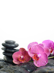 Fototapeta na wymiar Lying down pink orchid on black pebbles
