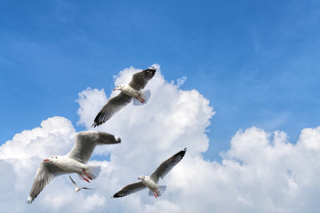several seagulls flying in a cloudy sky