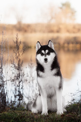 Portrait of Siberian Husky