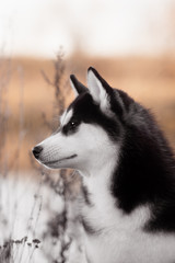 Portrait of Siberian Husky