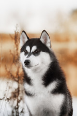Portrait of Siberian Husky