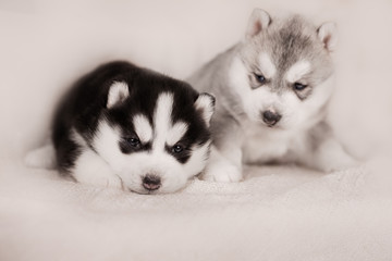 Two of siberian husky puppies