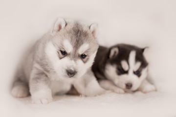 Two of siberian husky puppies