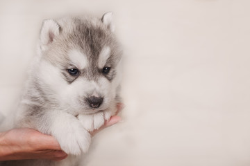 cute siberian husky puppy