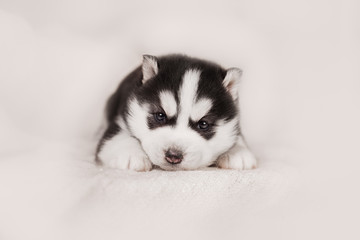 cute siberian husky puppy © brusnikaphoto