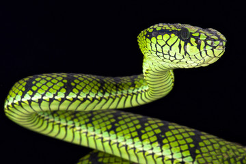 Sumatra pit viper (Parias sumatranus)