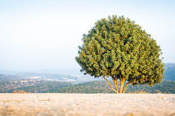 Israeli tree on Mount Azeka, Judean Mountains.