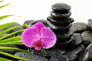 Fototapeta na wymiar Spa Background with palm and wet stones with pink orchid 