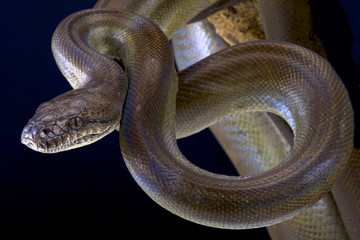 Obraz premium Papuan python (Apodora papuana)