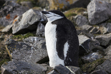 Obraz premium Chinstrap pinguin